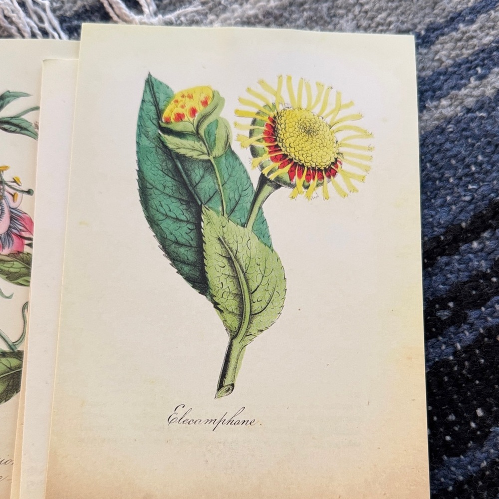 5 Botanical Note Cards - Picture 5 of 6